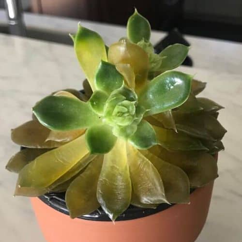 succulent leaves turning yellow and soft