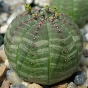 Euphorbia Obesa