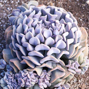 Echeveria Cubic Frost