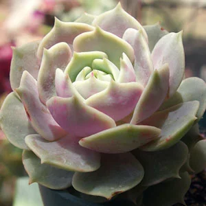 Echeveria Lola
