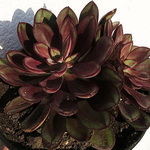 Echeveria Nodulosa