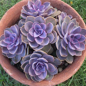 Echeveria Perle von Nurnberg