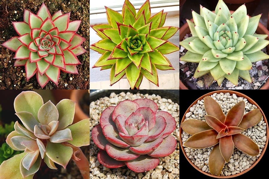 200+ Amazing Echeveria Types with Pictures | Succulent Alley