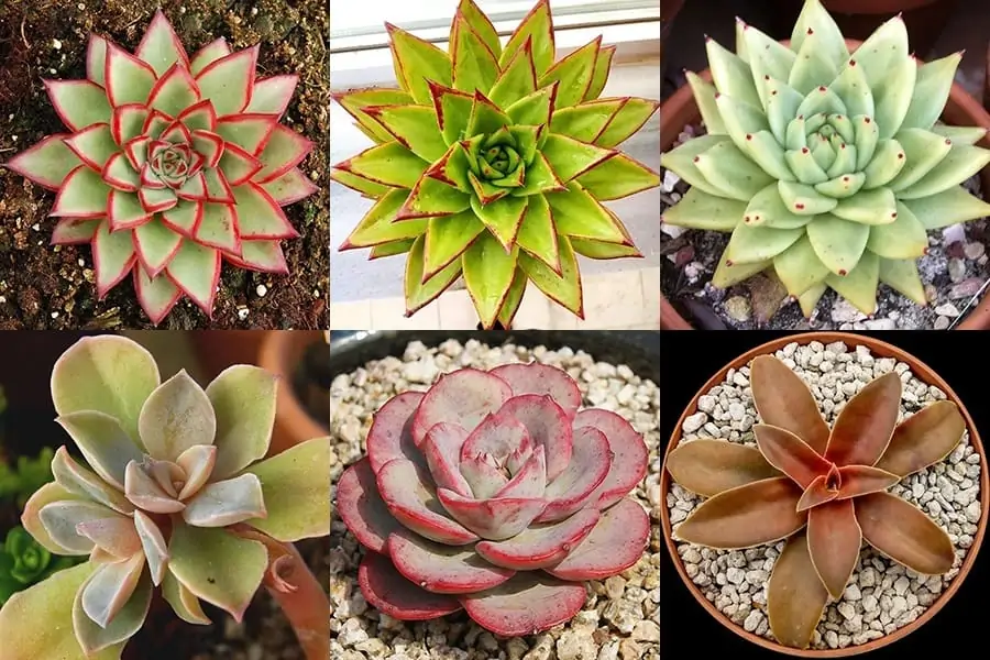 160 Amazing Echeveria Types With Pictures Succulent Alley