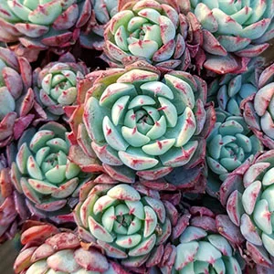 Echeveria minima