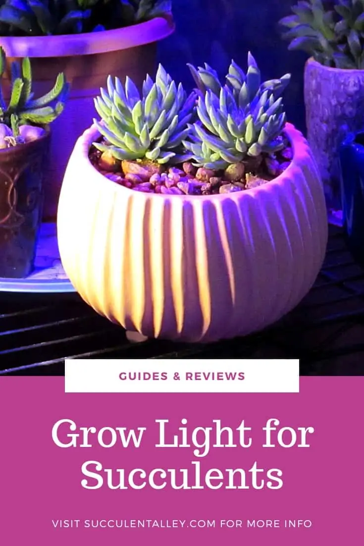 5 Best Grow Light For Succulents Fit For Every Need