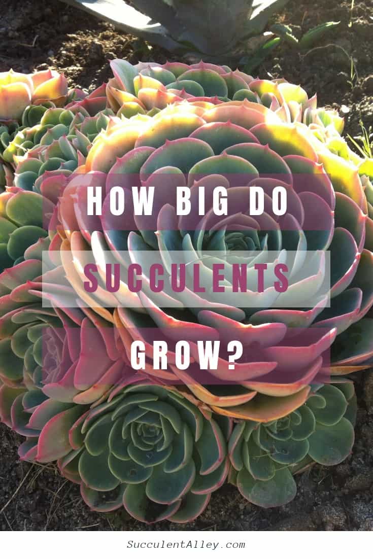 how big do succulents grow