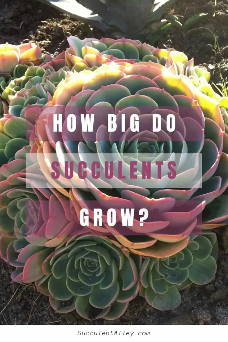 How big do succulents grow