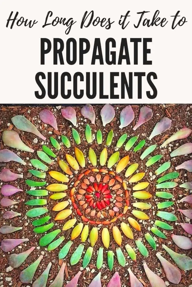 How long does it take to propagate succulents