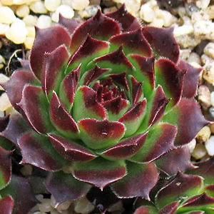 Sempervivum Calcareum