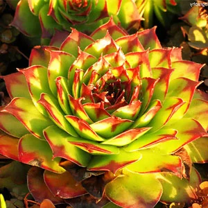 Sempervivum tectorum