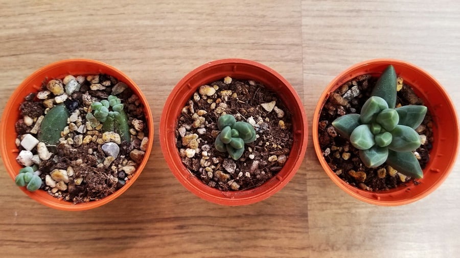 how long to propagate succulents 1