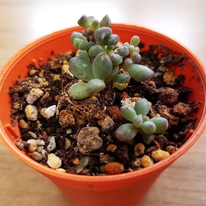 how long to propagate succulents 5