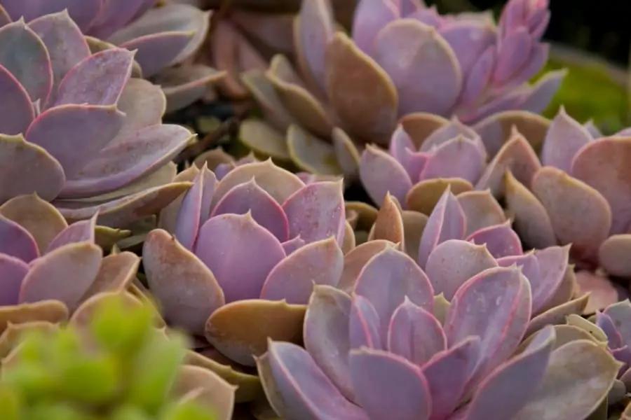 purple succulents