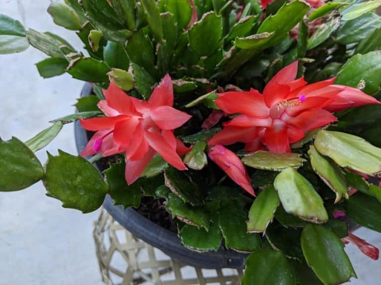 The Science Behind Christmas Cactus Leaf Loss | Succulent Alley