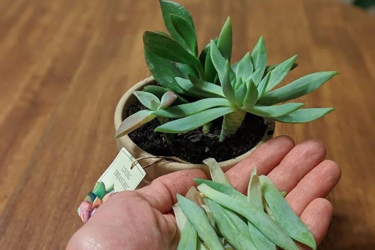 7 causes for leaves falling off succulents – and how to prevent them