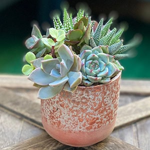 what are succulents used for
