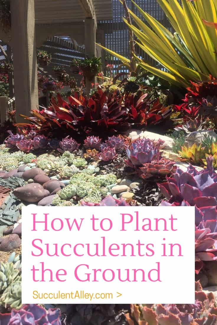 how to plant succulents in the ground