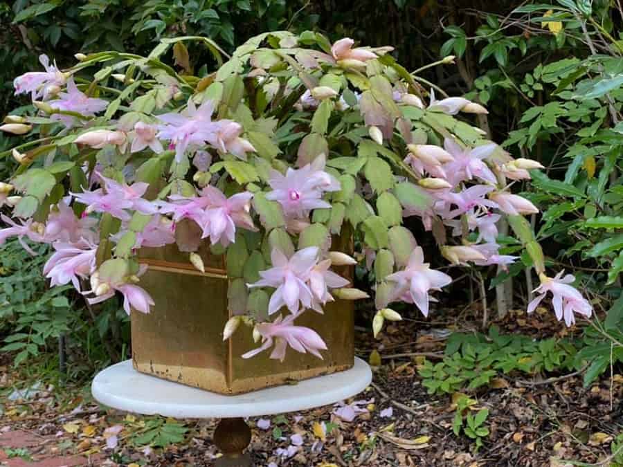 leaf drop on christmas cactus