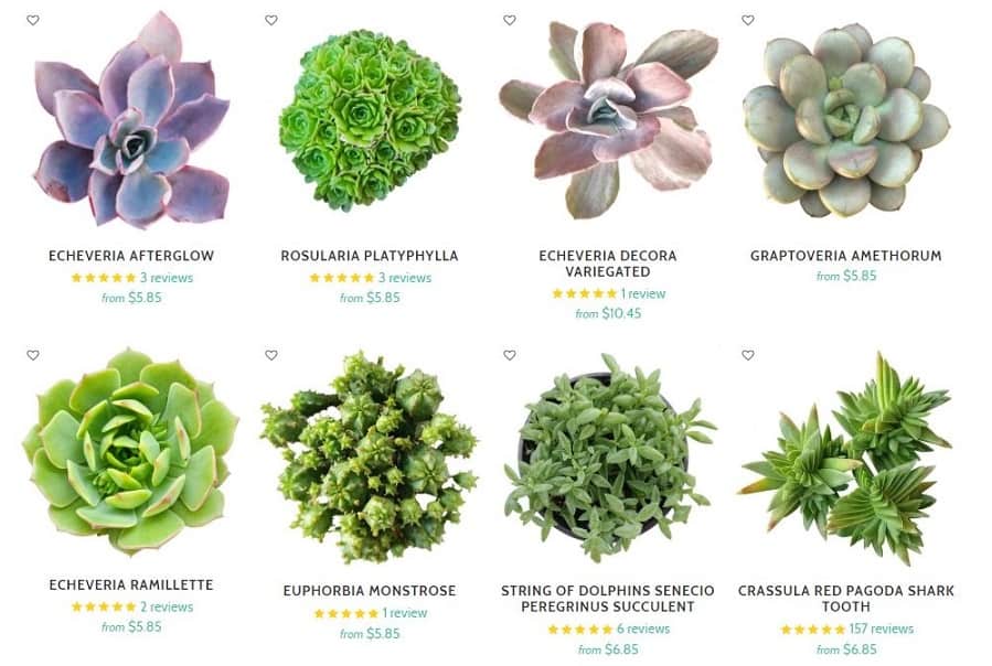 best place to buy succulents online