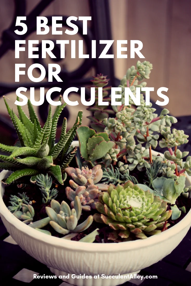 fertilizer for succulents