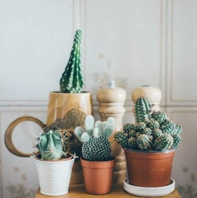 how often should you fertilize succulents