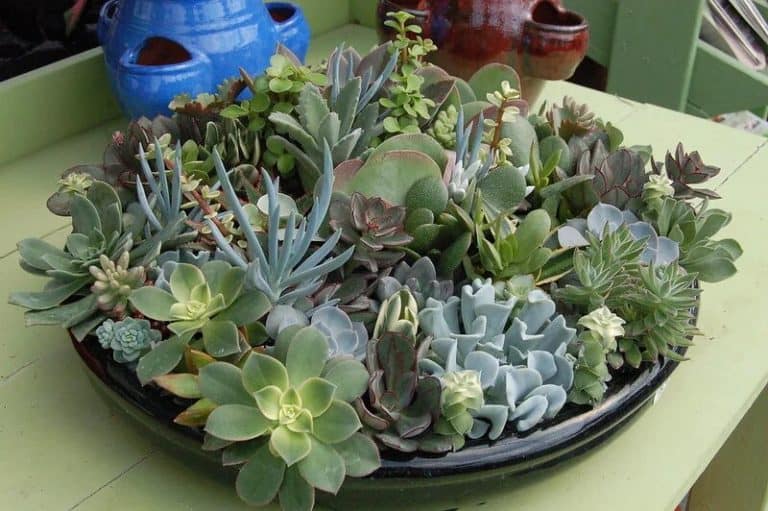 feeding your succulents just right: nailing the fertilization frequency