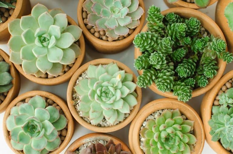 Best Drainage Pots for Succulents [2023 Edition] Succulent Alley