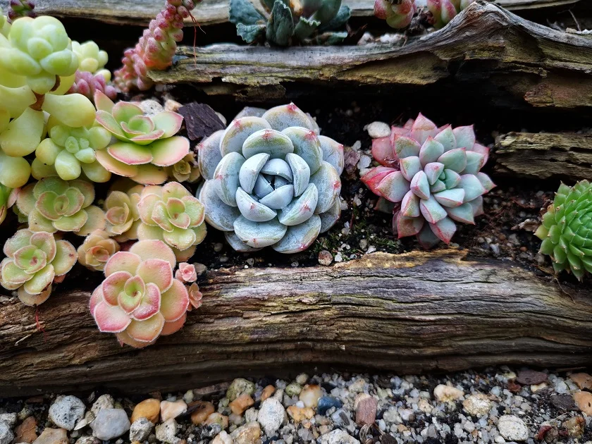 succulents in wood planters