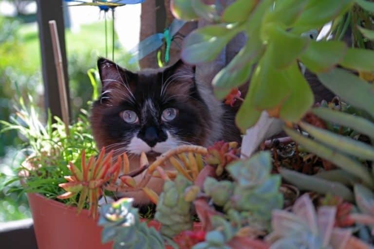 toxicity levels in succulents: what every pet owner should know