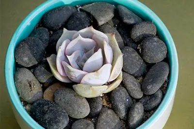 how to keep succulents small