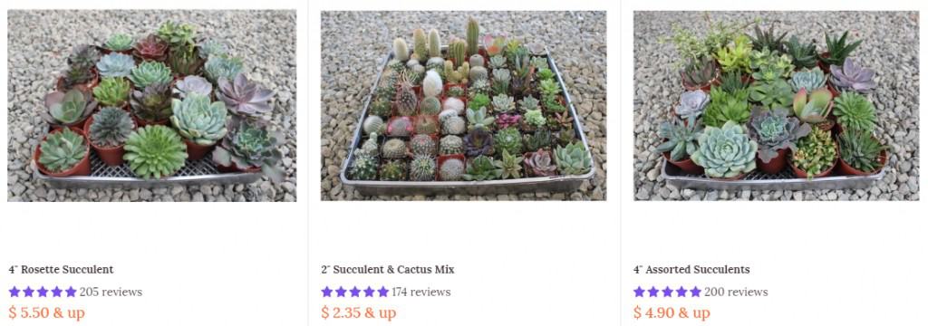 cheap succulents online