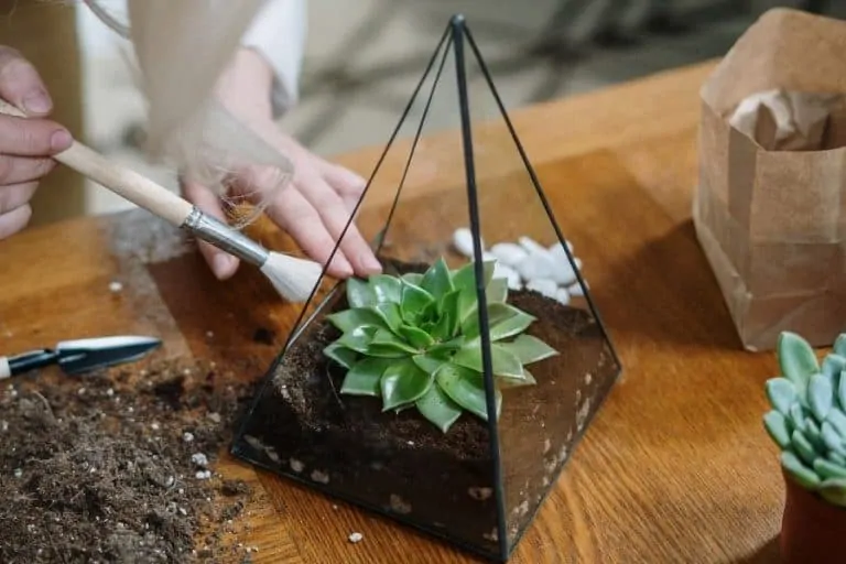 are succulents good for closed terrariums?