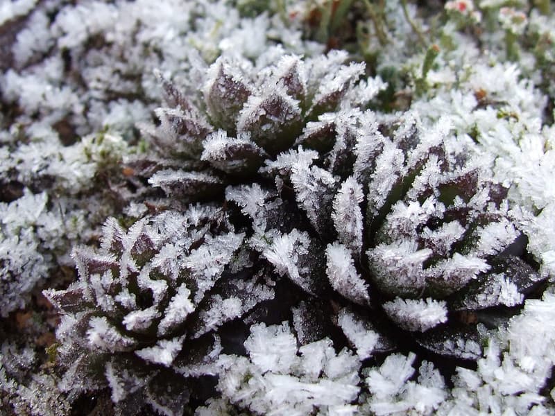 do you need to bring hens and chicks indoors