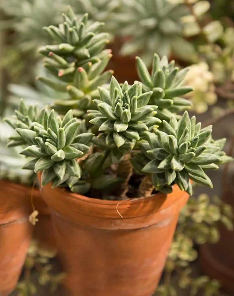 easiest succulents to propagate 1