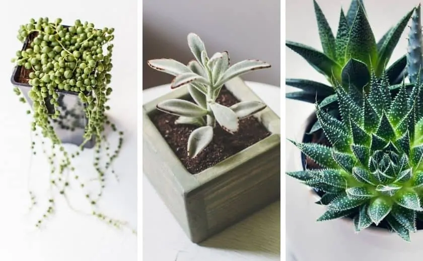 easy succulents to reproduce 1