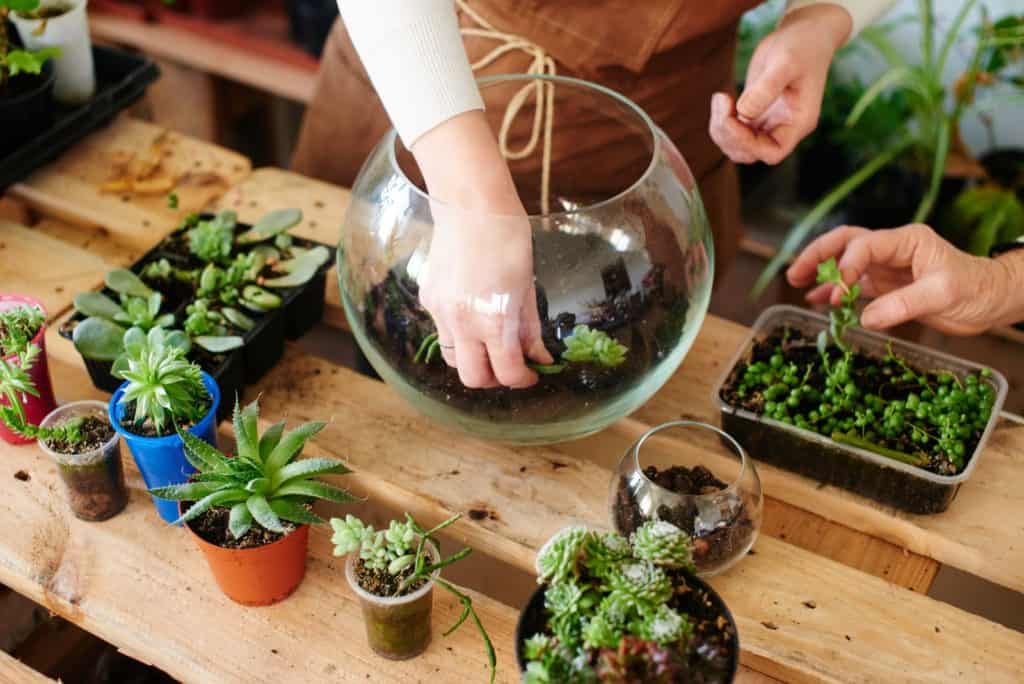 are succulents good for closed terrariums