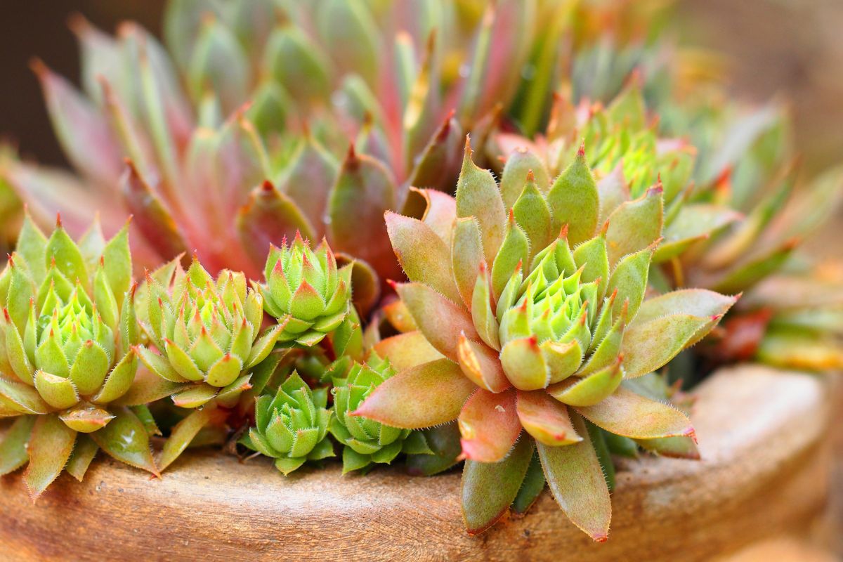 hens and chicks plant care indoors