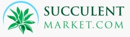 best place to buy succulents online