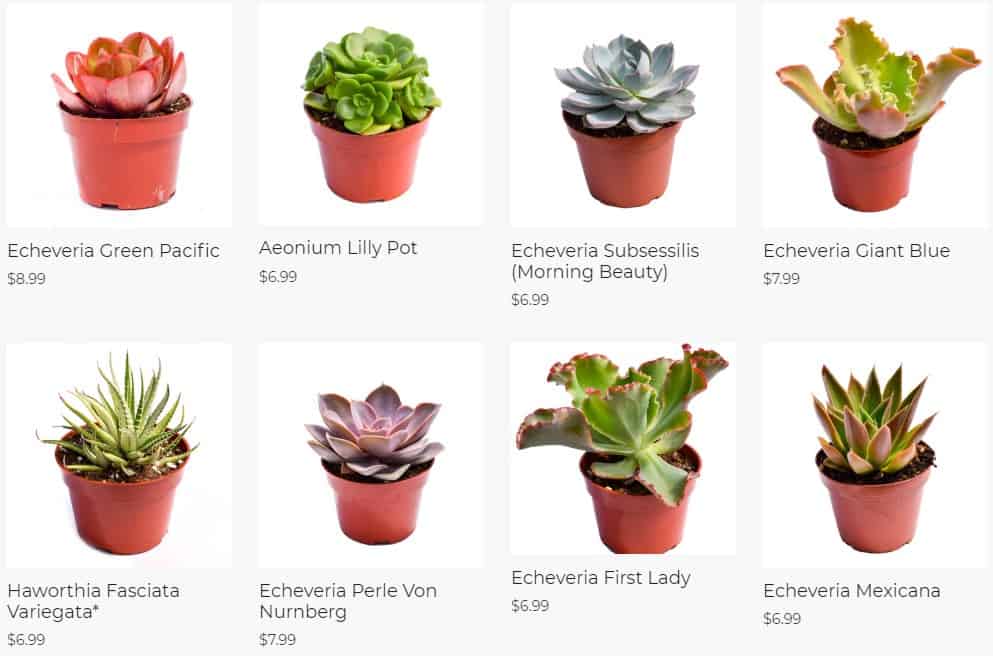 buy succulents online