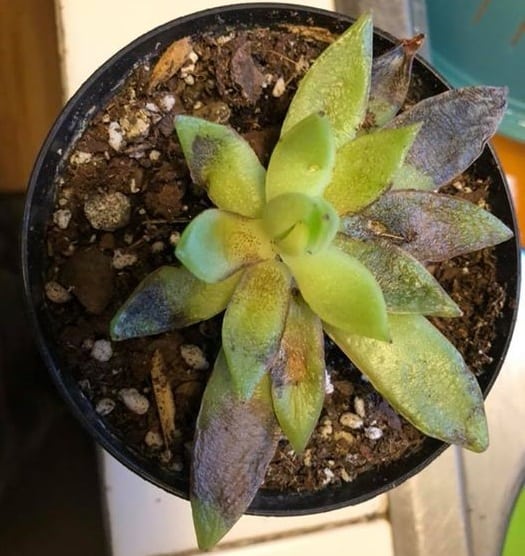 succulent leaves becoming black