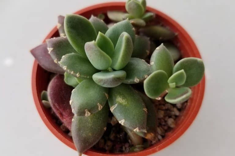 succulent leaves splitting