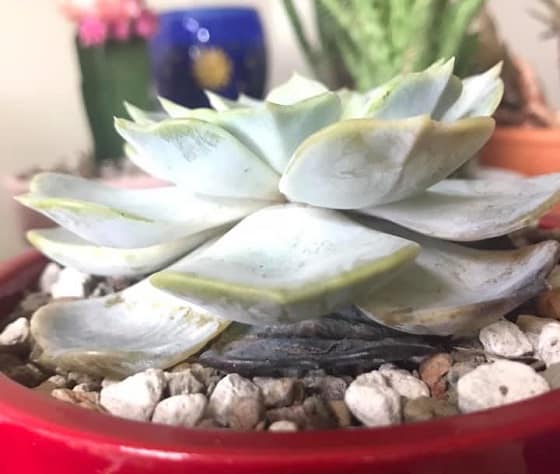 succulent leaves turning black