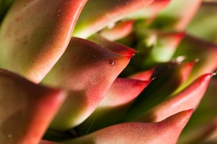 succulent leaves turning red