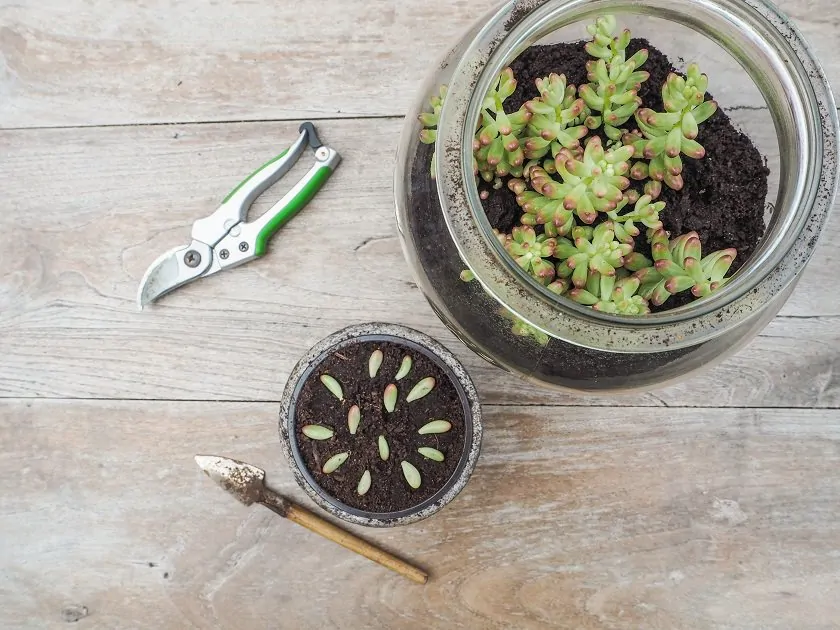 succulents that are easy to propagate