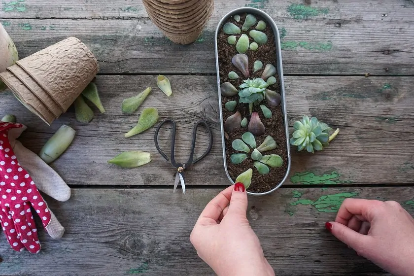 succulents that can be propagated
