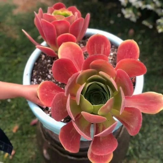 why do succulents change color