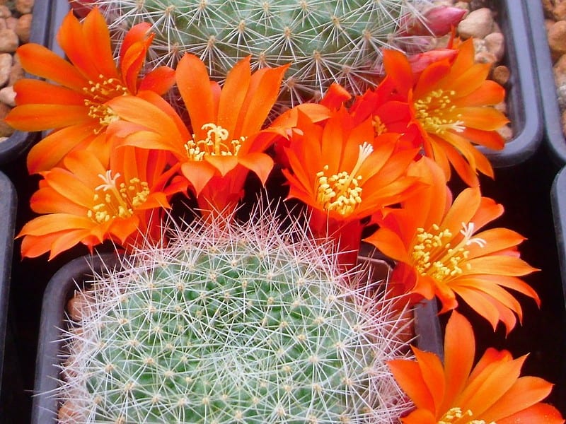 What Kind Of Soil Do Cacti Need Succulent Alley