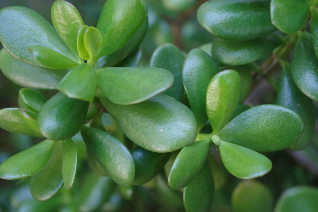 white spots on jade plants