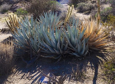 agave deserti 1